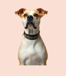 Ensemble collier anti parasite complet pour chien