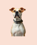 Ensemble collier anti parasite complet pour chien