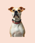 Ensemble collier anti parasite complet pour chien