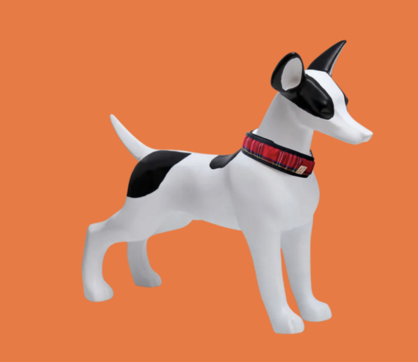 Ensemble collier anti parasite complet pour chien